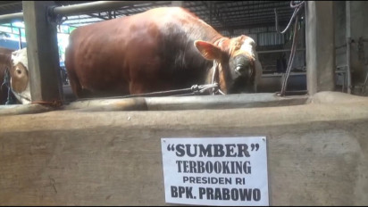 Sapi Jumbo Asal Jombang Jadi Hewan Kurban Presiden RI, “Sumber” Dibeli Rp100 Juta