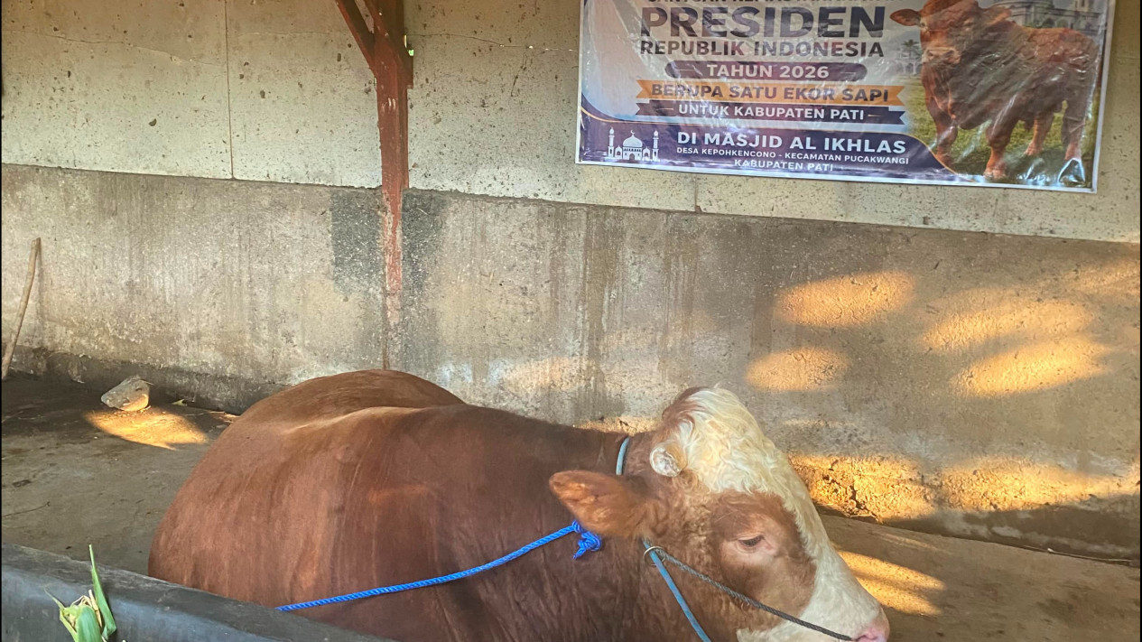 Presiden Prabowo Beli Sapi Kurban dari Pati untuk Warga Pelosok Pucakwangi, Bobot Tembus 1 Ton
            - galeri foto