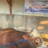 Presiden Prabowo Beli Sapi Kurban dari Pati untuk Warga Pelosok Pucakwangi, Bobot Tembus 1 Ton