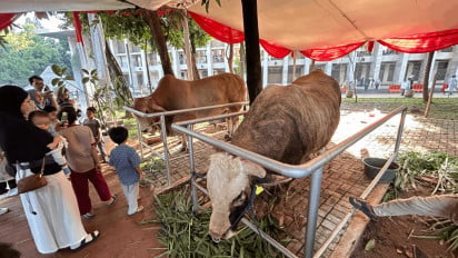 Penampakan Sapi Kurban Berukuran Jumbo Seberat 2,4 Ton Milik Prabowo dan Gibran di Masjid Istiqlal