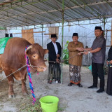Ponpes Al Fatimah Bojonegoro Terima Sapi Kurban Banpres Prabowo Berbobot 1,2 Ton
