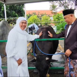 Khofifah Serahkan Sapi Kurban Presiden Prabowo di Masjid Al-Akbar, 2000 Paket Daging Disiapkan untuk Warga