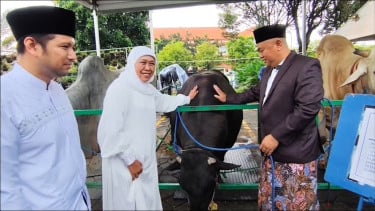Khofifah Serahkan Sapi Kurban Presiden Prabowo di Masjid Al-Akbar, 2000 Paket Daging Disiapkan untuk Warga
