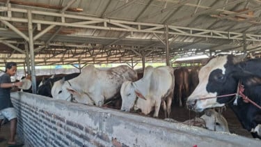 Kelayakan Hewan Kurban di Banten Dijamin Kelayakan oleh Dinas Pertanian Provinsi