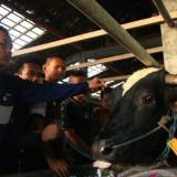 Prabowo Kirim Sapi Kurban 910 Kg ke Gontor, Pondok Pesantren Terbesar di Ponorogo Kebagian Limosin Jumbo