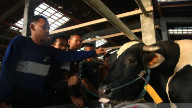 Prabowo Kirim Sapi Kurban 910 Kg ke Gontor, Pondok Pesantren Terbesar di Ponorogo Kebagian Limosin Jumbo