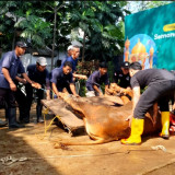 Ancol Salurkan 40 Hewan Kurban saat Iduladha 2026, Warga Sekitar Kebagian 19 Sapi dan 21 Kambing