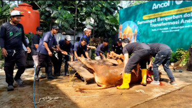 Ancol Salurkan 40 Hewan Kurban saat Iduladha 2026, Warga Sekitar Kebagian 19 Sapi dan 21 Kambing