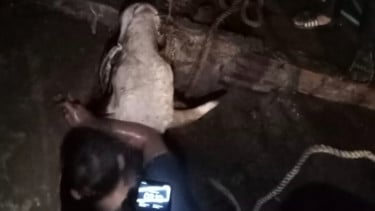 Sapi Kurban Kabur hingga Masuk Gorong-gorong di Bogor, Warga Tajurhalang Panik Saat Subuh