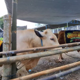 Masjid Jogokariyan Yogyakarta Sembelih 160 Hewan Kurban, Dua Sapi Jumbo Berbobot 1,1 Ton