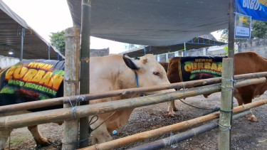 Masjid Jogokariyan Yogyakarta Sembelih 160 Hewan Kurban, Dua Sapi Jumbo Berbobot 1,1 Ton