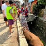 Sapi Kurban di Cilandak Masuk Got Usai Mengamuk, Petugas Damkar Turun Tangan