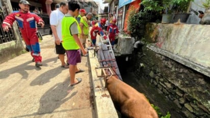 Sapi Kurban di Cilandak Masuk Got Usai Mengamuk, Petugas Damkar Turun Tangan
