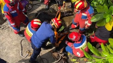 Panik saat Hendak Disembelih, Sapi Kurban 350 Kilogram Terperosok ke Gorong-Gorong di Pulogadung