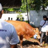 BNI Distribusikan 1.200 Hewan Kurban ke Berbagai Daerah Indonesia