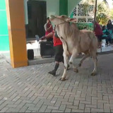 Sapi Kurban MAN Surabaya Sempat Ngamuk Sebelum Disembelih