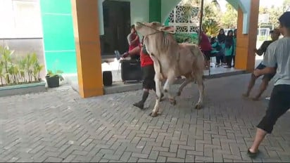 Sapi Kurban MAN Surabaya Sempat Ngamuk Sebelum Disembelih