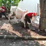 MAN Surabaya Libatkan Siswa dalam Penyembelihan Hewan Kurban, Sapi Sempat Mengamuk