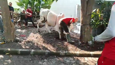 MAN Surabaya Libatkan Siswa dalam Penyembelihan Hewan Kurban, Sapi Sempat Mengamuk