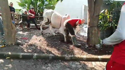 MAN Surabaya Libatkan Siswa dalam Penyembelihan Hewan Kurban, Sapi Sempat Mengamuk