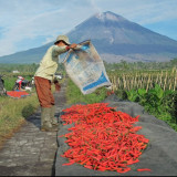 BRI Salurkan KUR Rp65,95 Triliun hingga April 2026, Ratusan Ribu Petani dan Nelayan Sudah Terjangkau
