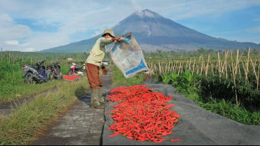 BRI Salurkan KUR Rp65,95 Triliun hingga April 2026, Ratusan Ribu Petani dan Nelayan Sudah Terjangkau