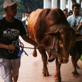 Polemik Sapi Kurban Presiden Pakai APBN, MUI Sebut Sah Sesuai Syariat dan Hukum Negara
