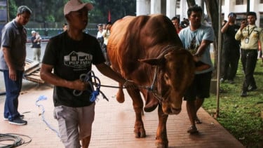 Polemik Sapi Kurban Presiden Pakai APBN, MUI Sebut Sah Sesuai Syariat dan Hukum Negara