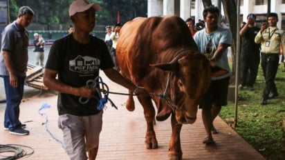 Polemik Sapi Kurban Presiden Pakai APBN, MUI Sebut Sah Sesuai Syariat dan Hukum Negara