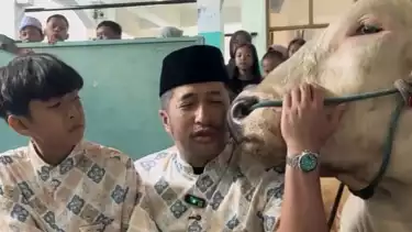 Bikin Air Mata Publik Tak Terbendung, Sapi Kurban Popeye Menangis dan Cium Irfan Hakim Sebelum Disembelih