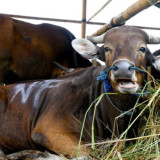 Idul Adha Tahun Ini PKS Kurban 73 Ekor Sapi, Sebagian Dibagikan ke Korban Banjir Sumatera