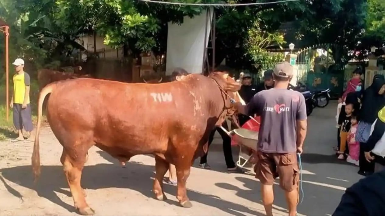 Jadi Tontonan Warga, Sapi Jenis Simental Jumbo Seberat 1,1 Ton Dikirim ke Salah Satu Masjid di Sleman
            - galeri foto