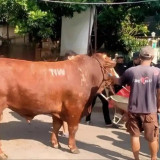 Jadi Tontonan Warga, Sapi Jenis Simental Jumbo Seberat 1,1 Ton Dikirim ke Salah Satu Masjid di Sleman
