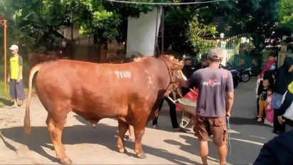 Jadi Tontonan Warga, Sapi Jenis Simental Jumbo Seberat 1,1 Ton Dikirim ke Salah Satu Masjid di Sleman