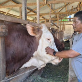 Pedagang Sapi di Aceh Besar Berhasil Pasok 100 Ekor Sapi Kurban