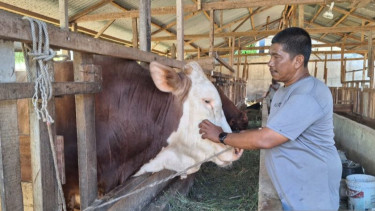 Pedagang Sapi di Aceh Besar Berhasil Pasok 100 Ekor Sapi Kurban