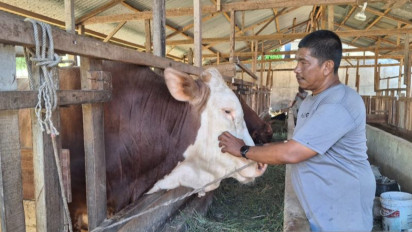 Pedagang Sapi di Aceh Besar Berhasil Pasok 100 Ekor Sapi Kurban
