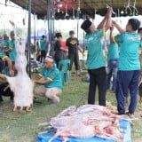 Hamparan Perak Jadi Pusat Kurban Rekor Asia, Aliyah Rizq Gandeng Peternak Lokal di Sumut