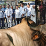 Salurkan 2.031 Hewan Kurban selama Iduladha, Pertamina Patra Niaga Jangkau Wilayah Operasional hingga Daerah Terpencil