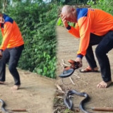Kondisi Heru Gundul Usai Disembur Ular Kobra, Bisa Menjalar ke Jaringan Mata hingga Belasan Jam Tak Bisa Terbuka