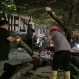 Lima Pengendara Tertimpa Pohon Tumbang di Jatinangor