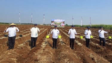 Dukung Hilirisasi Perkebunan, PT SGN Ambil Bagian dalam Gerakan Tanam Serentak