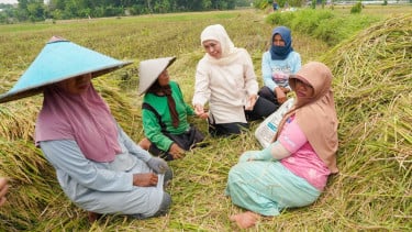 Potensi Produksi Padi Jatim Januari–Juli 2026 Terbesar Se-Indonesia Capai 7,71 Juta Ton GKG