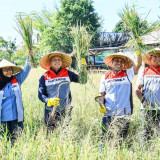 Wujud Keberhasilan Swasembada Pangan dan Energi, Komisaris Pertamina Apresiasi Program TJSL Uma Palak Lestari