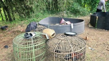 Bikin Resah Masyarakat Garut, Polisi Akhirnya Bongkar Praktik Judi Sabung Ayam