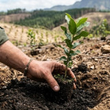 Mengapa Gerakan Penanaman Pohon Penting? Ini Kaitannya dengan SDGs dan Krisis Iklim