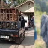 Bocah 9 Tahun Tewas Diserang Anjing Pemburu Babi di Jasinga Bogor, Pemilik Anjing Jadi Tersangka