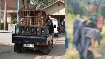 Bocah 9 Tahun Tewas Diserang Anjing Pemburu Babi di Jasinga Bogor, Pemilik Anjing Jadi Tersangka