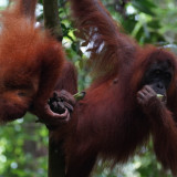 Masih Ingat Sempurna? Orangutan yang Sempat Ditemukan Pingsan Diduga Akibat Asap di Kalbar Kini Mati