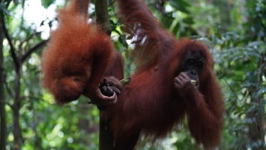 Masih Ingat Sempurna? Orangutan yang Sempat Ditemukan Pingsan Diduga Akibat Asap di Kalbar Kini Mati
